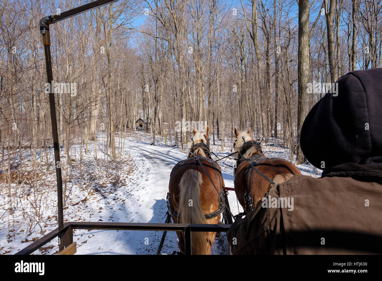 Paire de chevaux de trait belge tirant un chariot sur un sentier couvert de neige flanquée d'érable dans une ferme de production de sirop d'/ sugar bush ferme. Banque D'Images