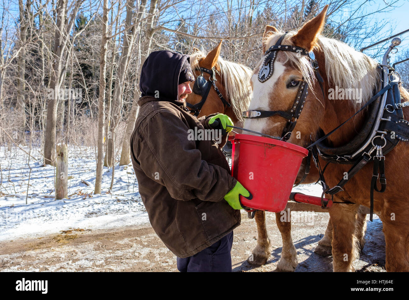 Un homme à l'aide d'un seau rouge pour donner de la nourriture, de l'eau, à l'attelé de chevaux de trait belge (Equus caballus) dans un beau jour d'hiver à London, Ontario, Canada. Banque D'Images