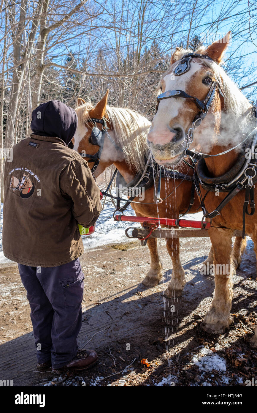 Un homme à l'aide d'un godet pour donner de la nourriture, de l'eau, à l'attelé de chevaux de trait belge (Equus caballus) dans un beau jour d'hiver à London, Ontario, Canada. Banque D'Images