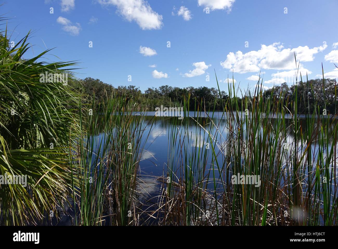 Étang de Merritt Island National Wildlife Refuge, en Floride Banque D'Images