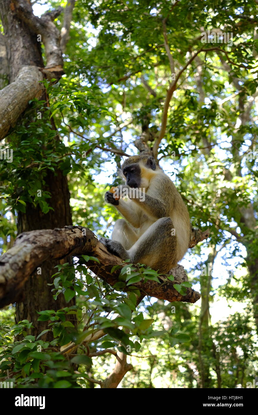 Green Monkey dans la réserve animalière de la Barbade, la Barbade, Caraïbes. Banque D'Images