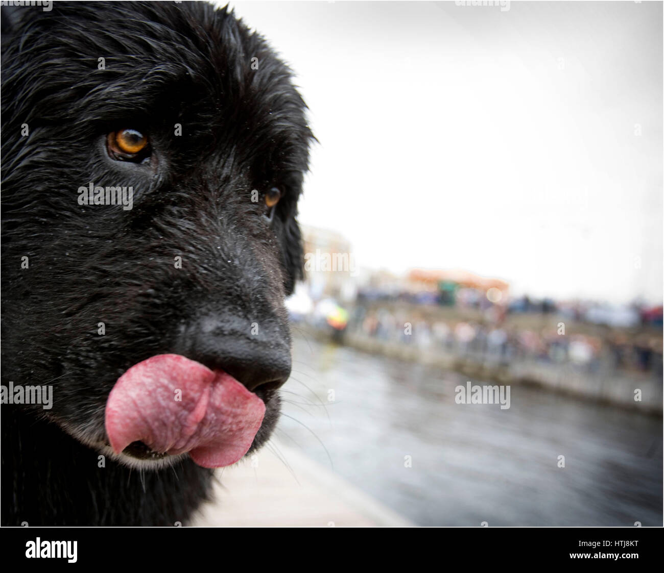 Grand chien noir humide coller sa langue. Banque D'Images