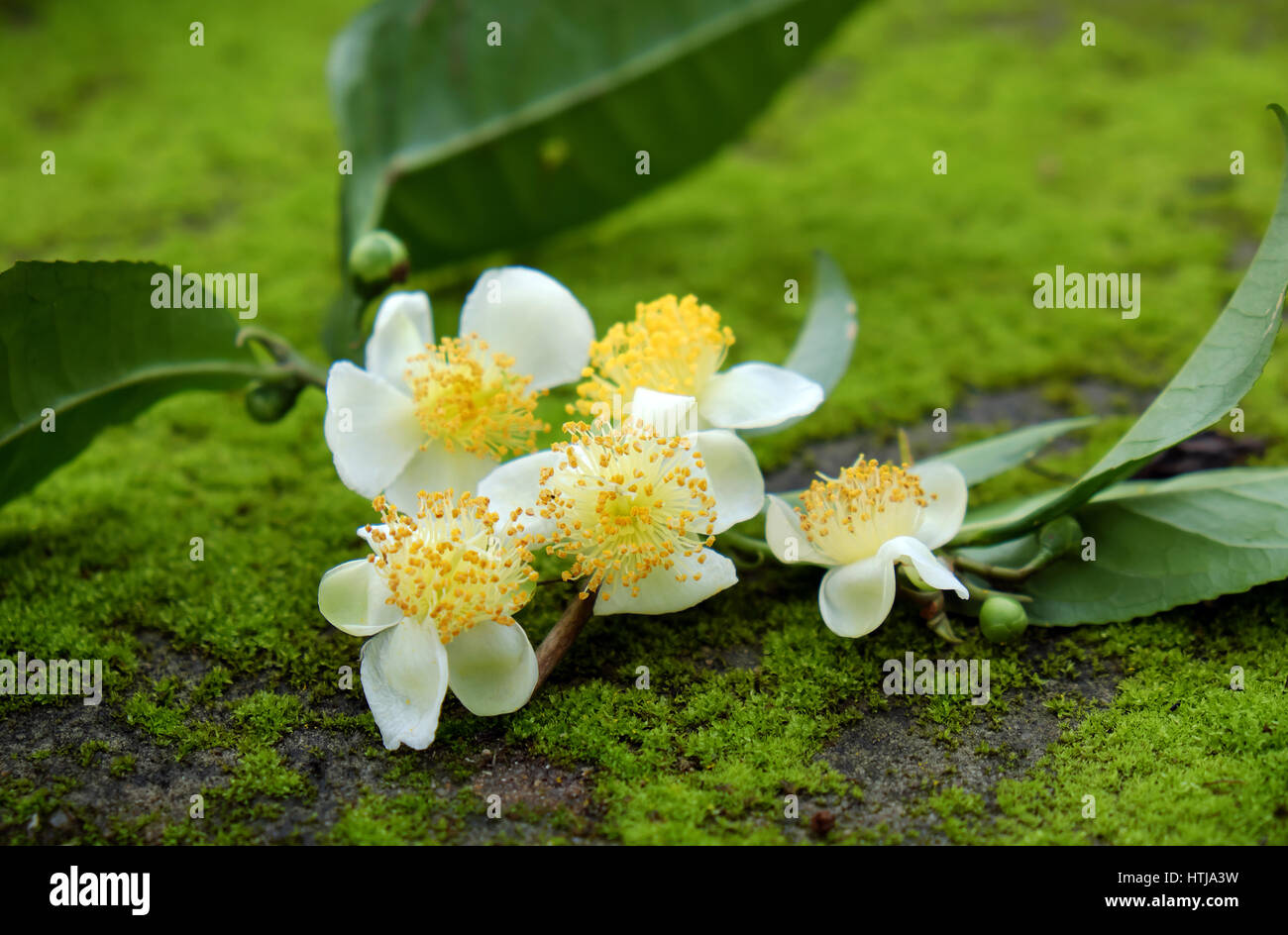 Feuille de thé et le thé fleur sur fond vert, abstract green moss à partir de la nature, fleurs blanc pur si gentil Banque D'Images