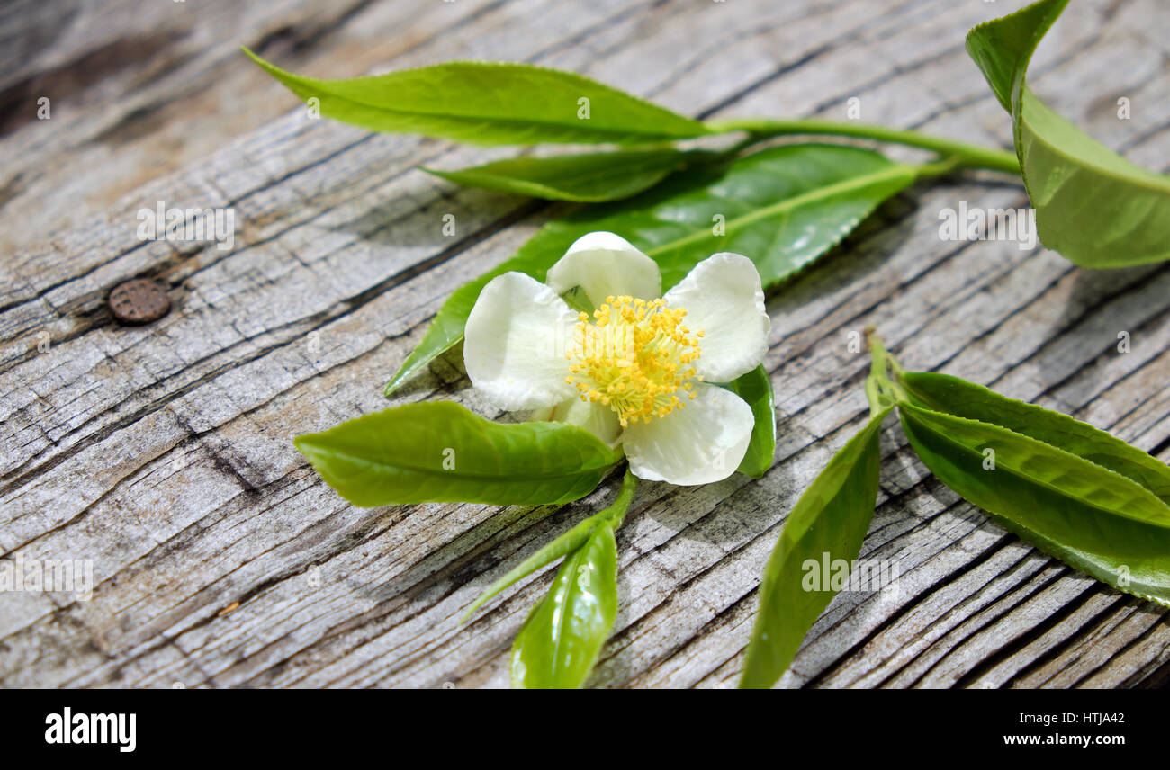 Feuille de thé et le thé fleur sur fond de bois, fleurs blanc pur si gentil Banque D'Images