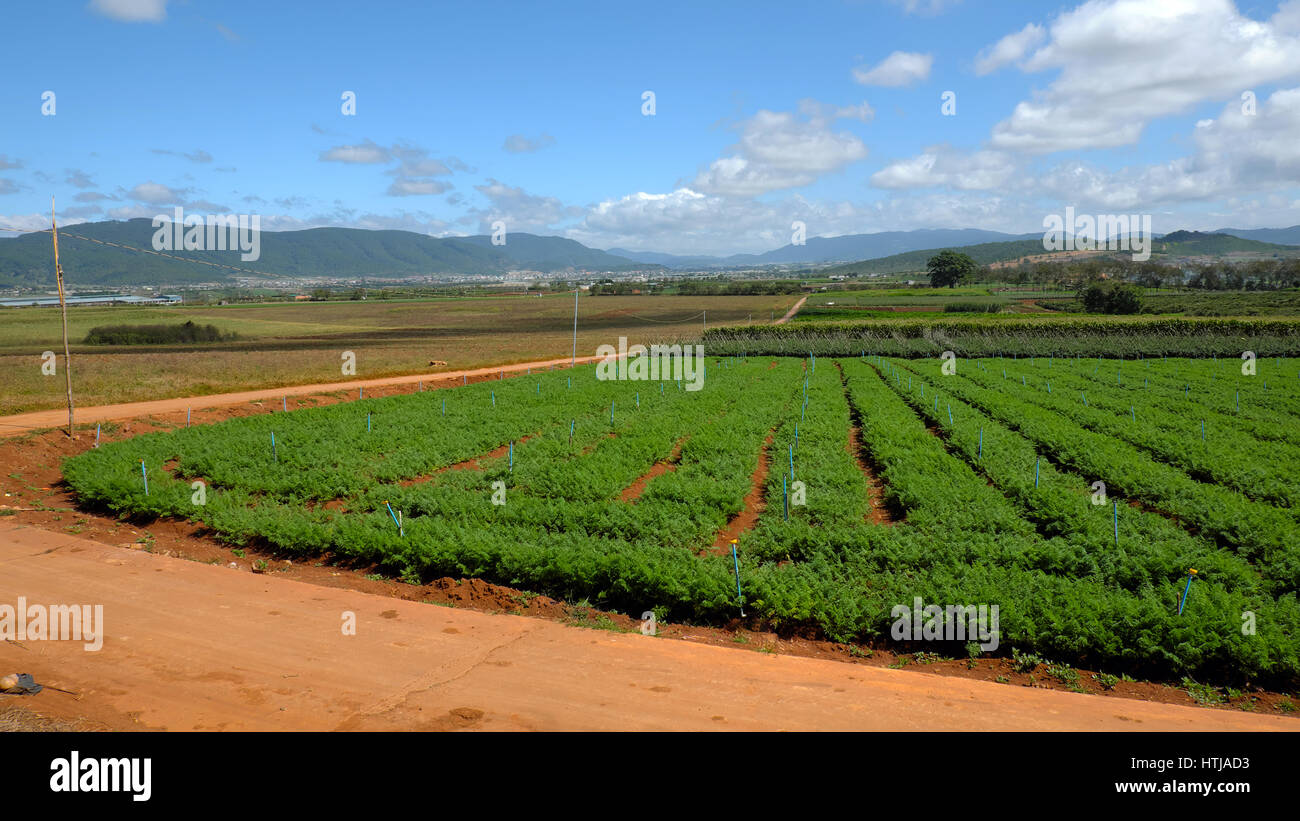 Vaste domaine de l'agriculture à Dalat campagne, Vietnam le jour, nouvelle culture pour le printemps, champ de fleurs et de légumes dans le cadre de montagne, panorama de terres agricoles, Banque D'Images