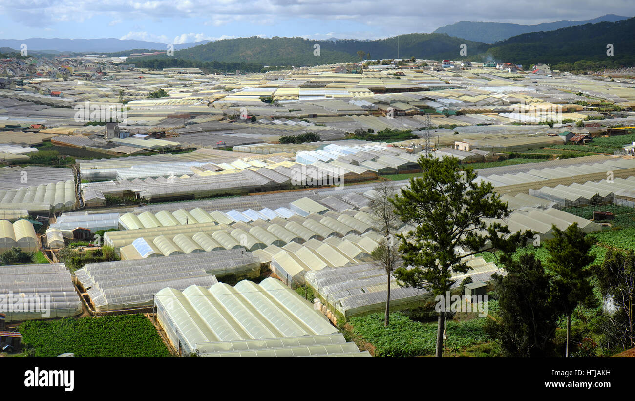 Dalat, village fleuri, une grande surface pour la fleur au Vietnam, Groupe de haute technologie avec l'agriculture, Da Lat est big bloom grenier pour par pays Banque D'Images