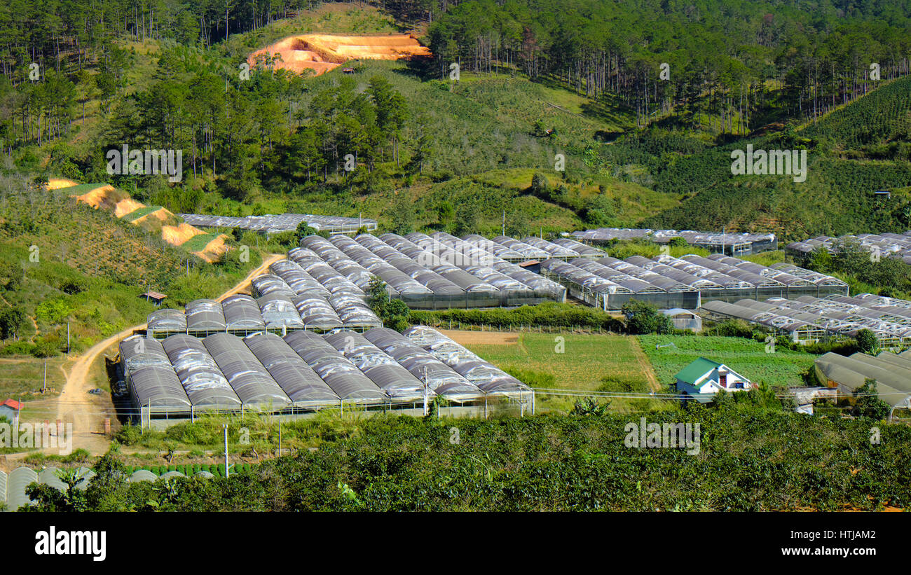 Dalat, village fleuri, une grande surface pour la fleur au Vietnam, Groupe de haute technologie avec l'agriculture, Da Lat est big bloom grenier pour par pays Banque D'Images