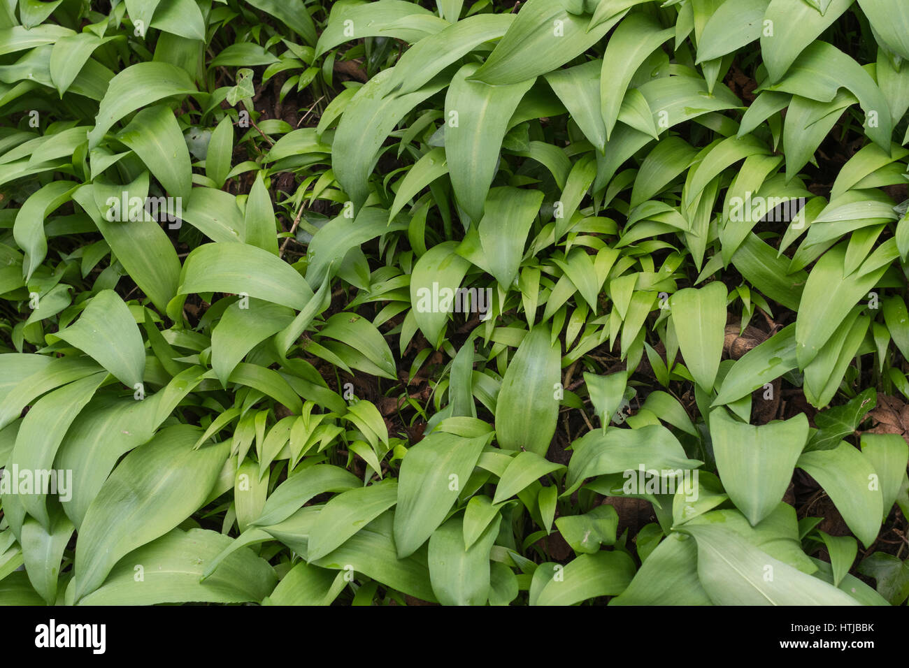 Les jeunes feuilles de l'ail sauvage / Ramsons / Ail des ours - Allium ursinum - un butineur printemps's delight. Banque D'Images