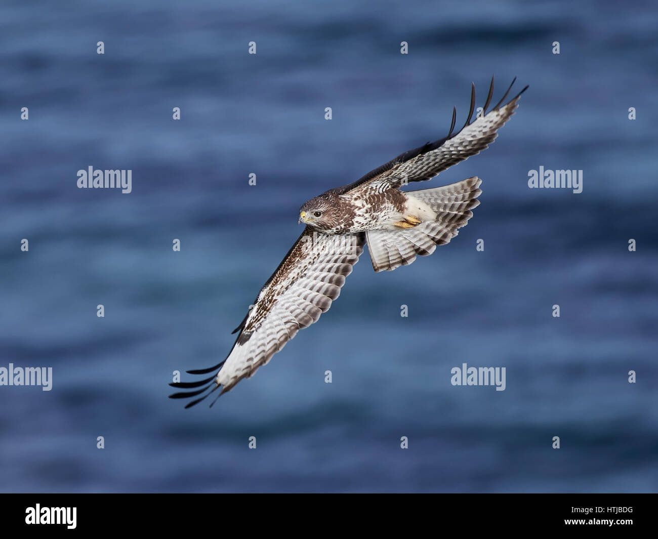 Buse variable en vol avec l'eau bleue en arrière-plan Banque D'Images
