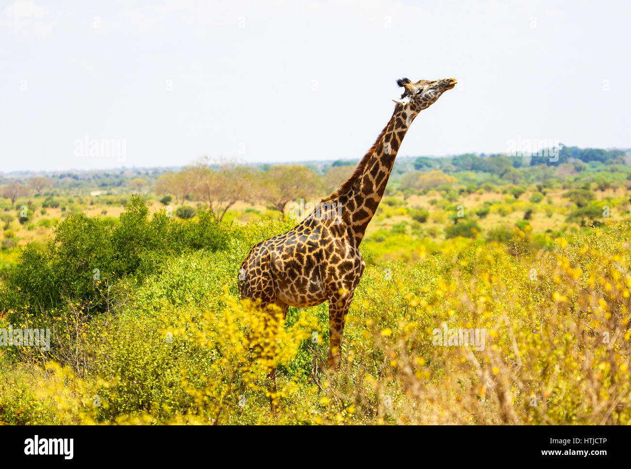 Girafe à Tsavo East National Park. Au Kenya. Banque D'Images