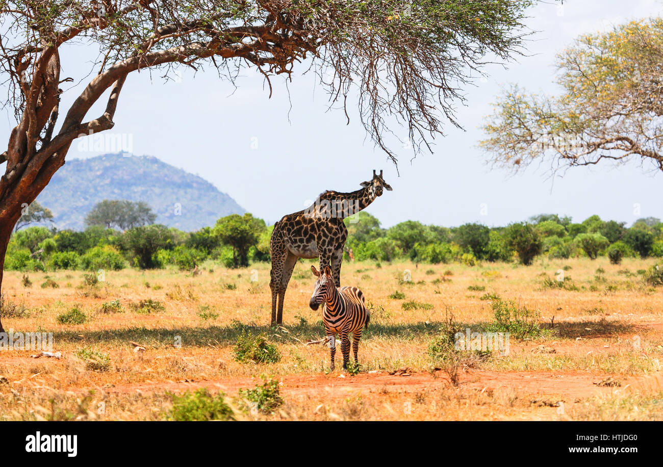 Zèbre et girafe à Tsavo East National Park. Au Kenya. Banque D'Images