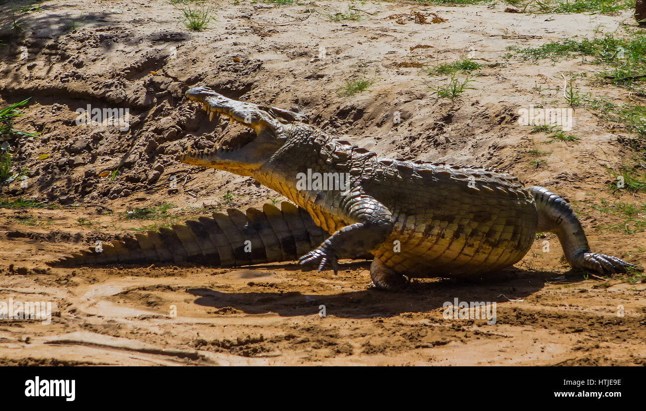 Des crocodiles dans l'Est de Tsavo National Park. Au Kenya. Banque D'Images
