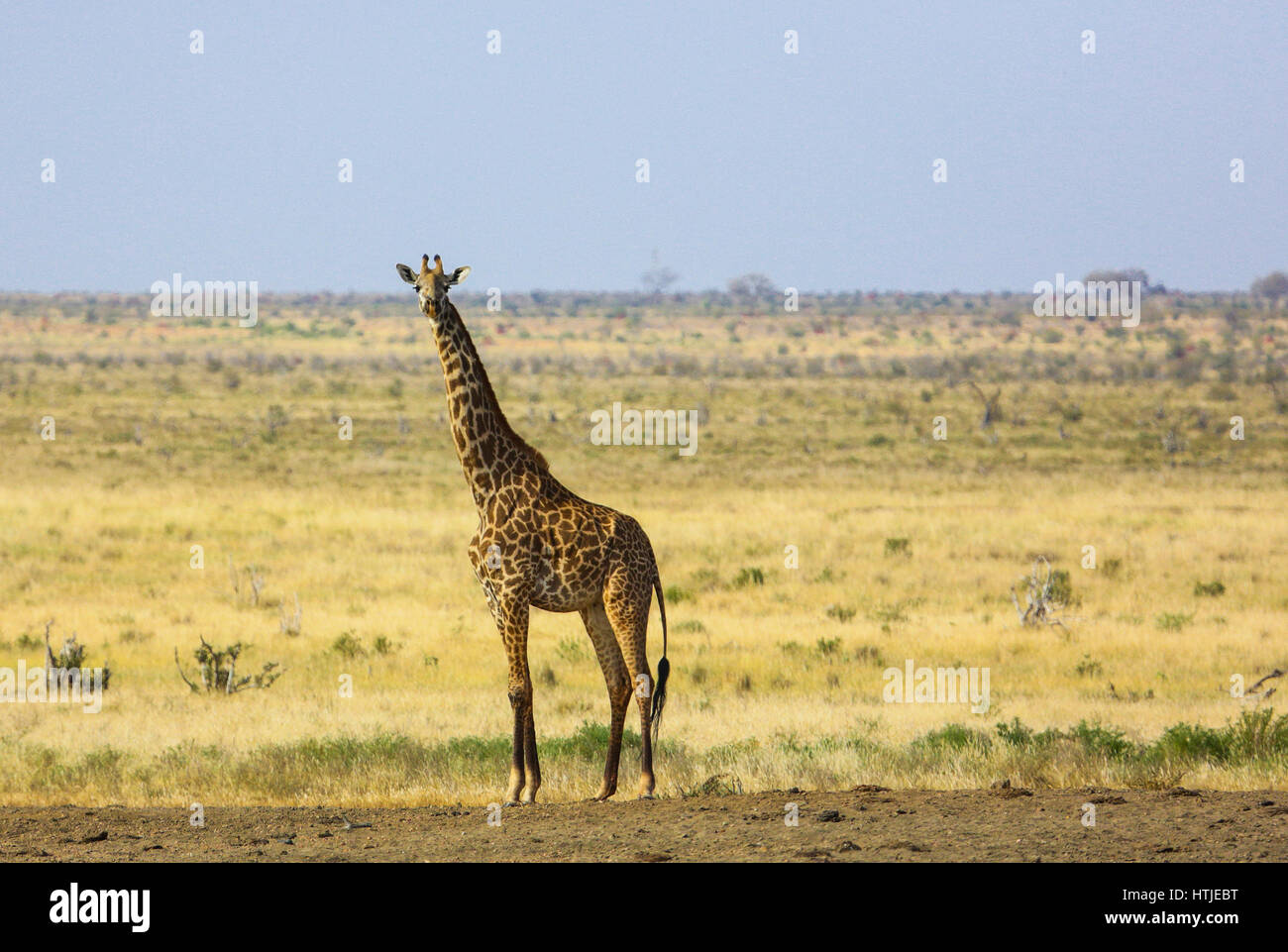 Girafe à Tsavo East National Park. Au Kenya. Banque D'Images