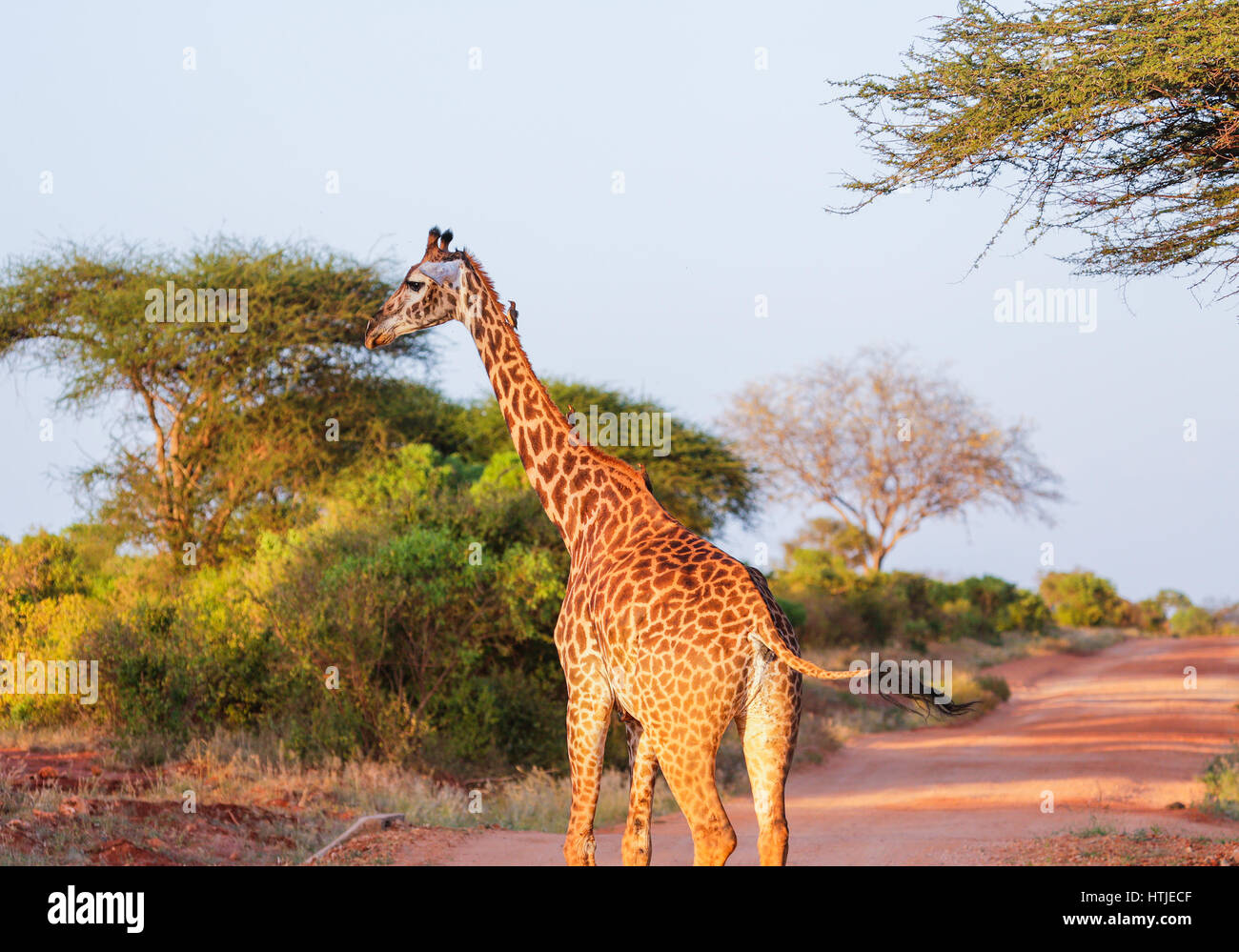 Girafe à Tsavo East National Park. Au Kenya. Banque D'Images