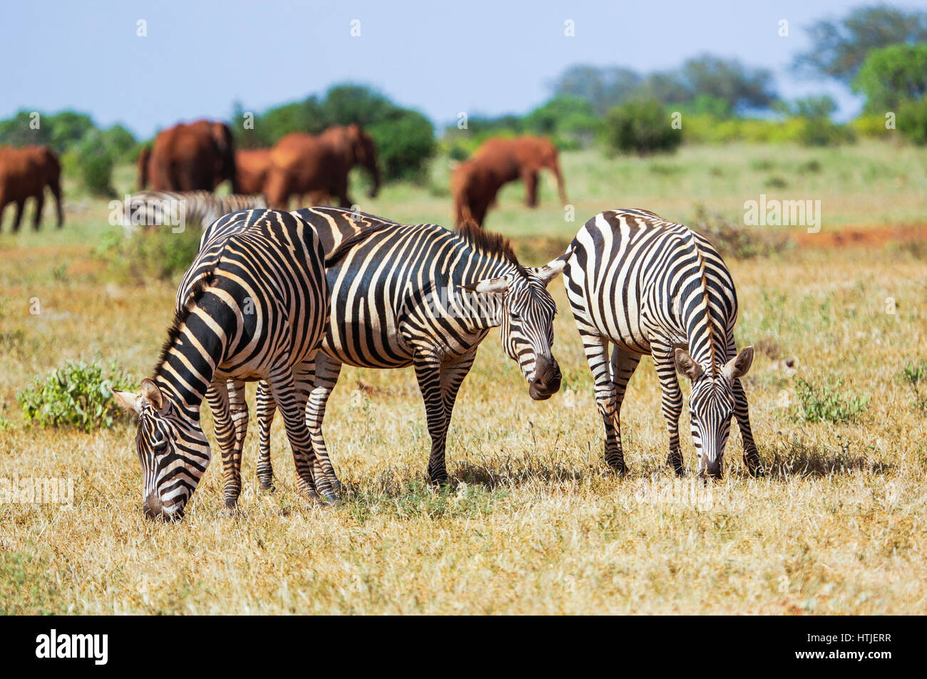 Les zèbres à Tsavo East National Park. Au Kenya. Banque D'Images