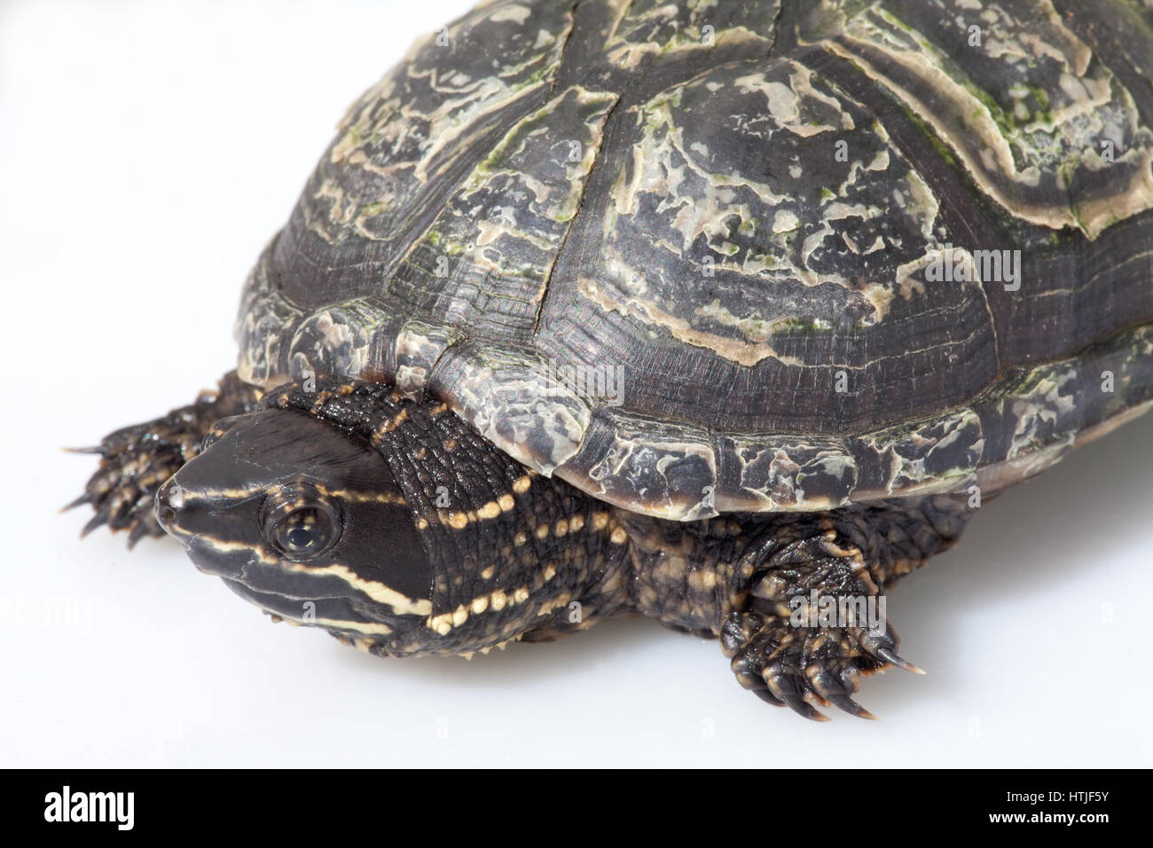 Musc ou commun Tortue musquée (Sternothersus malodorant). Banque D'Images