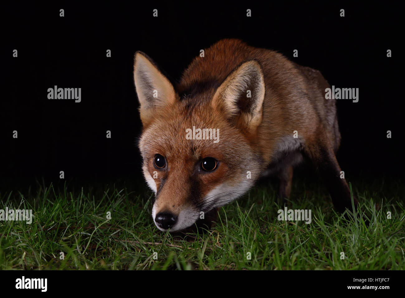 Fox prowling pour l'alimentation dans un jardin de Londres la nuit Banque D'Images