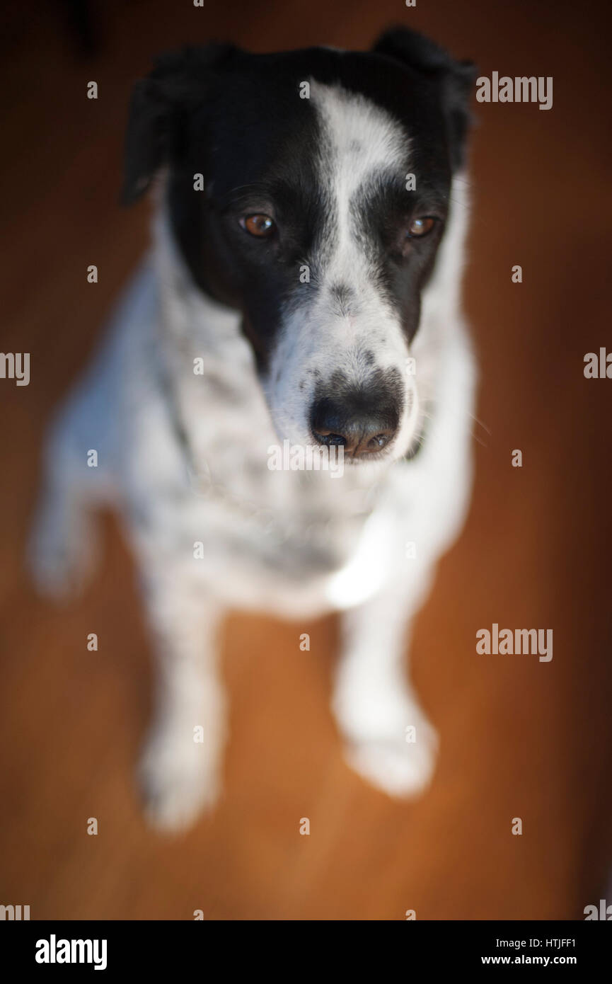 Un chien noir et blanc avec un regard mélancolique Banque D'Images