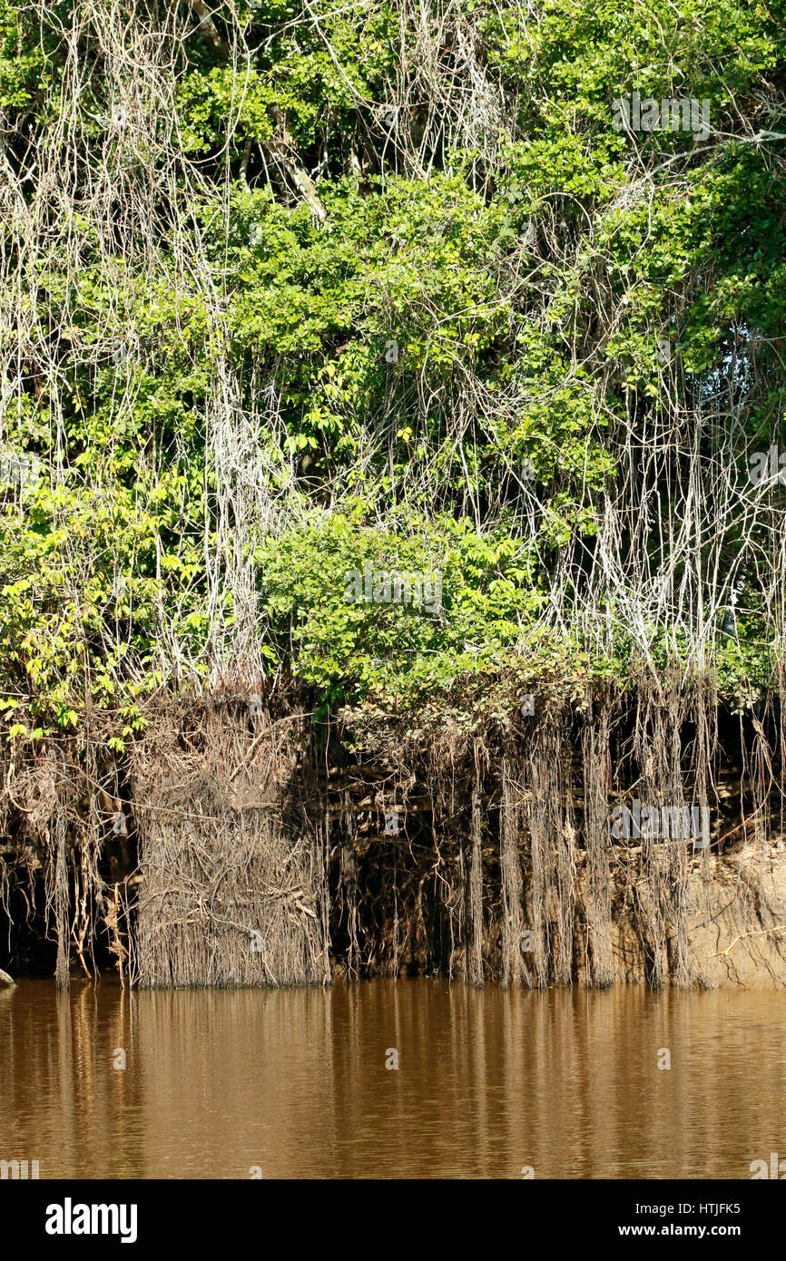 Forêt de mangroves le long de la rivière Cuiaba, la région du Pantanal, Mato Grosso, Brésil, Amérique du Sud Banque D'Images