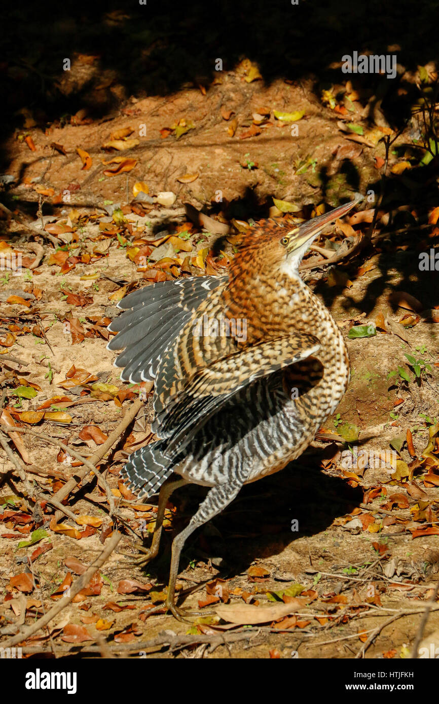 Rufescent Tiger Heron a propos de voler le long des berges de l'Onca, la région du Pantanal, Mato Grosso, Brésil, Amérique du Sud Banque D'Images