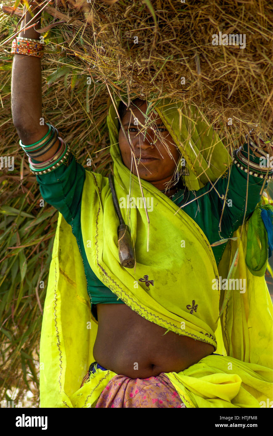 Femme transportant du fourrage dans les zones rurales du Rajasthan, Inde Banque D'Images
