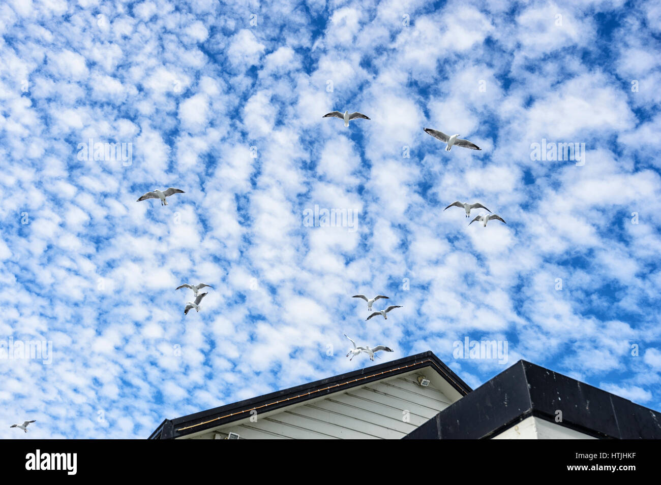Vol de mouettes contre un ciel maquereau Banque D'Images