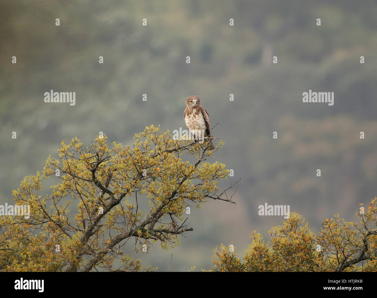 Circaète jean court Motacilla gallicus perché monfragu Espagne Banque D'Images