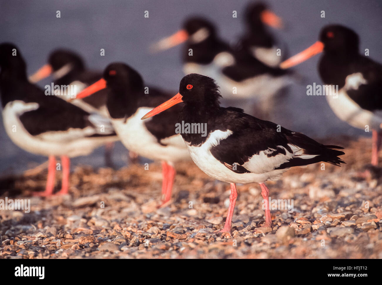 L'Huîtrier pie ou eurasienne, Huîtrier pie (Haematopus ostralegus), la réserve RSPB Snettisham, Norfolk, Royaume-Uni, Iles britanniques Banque D'Images