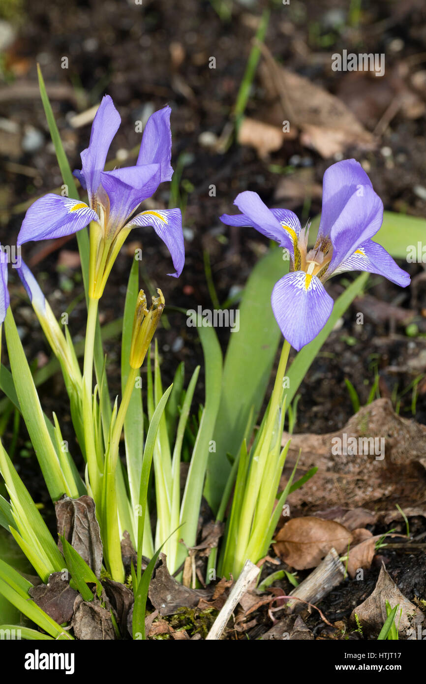 Hiver bleu fleurs de la plante vivace iris, Iris lazica Lazistan Banque D'Images