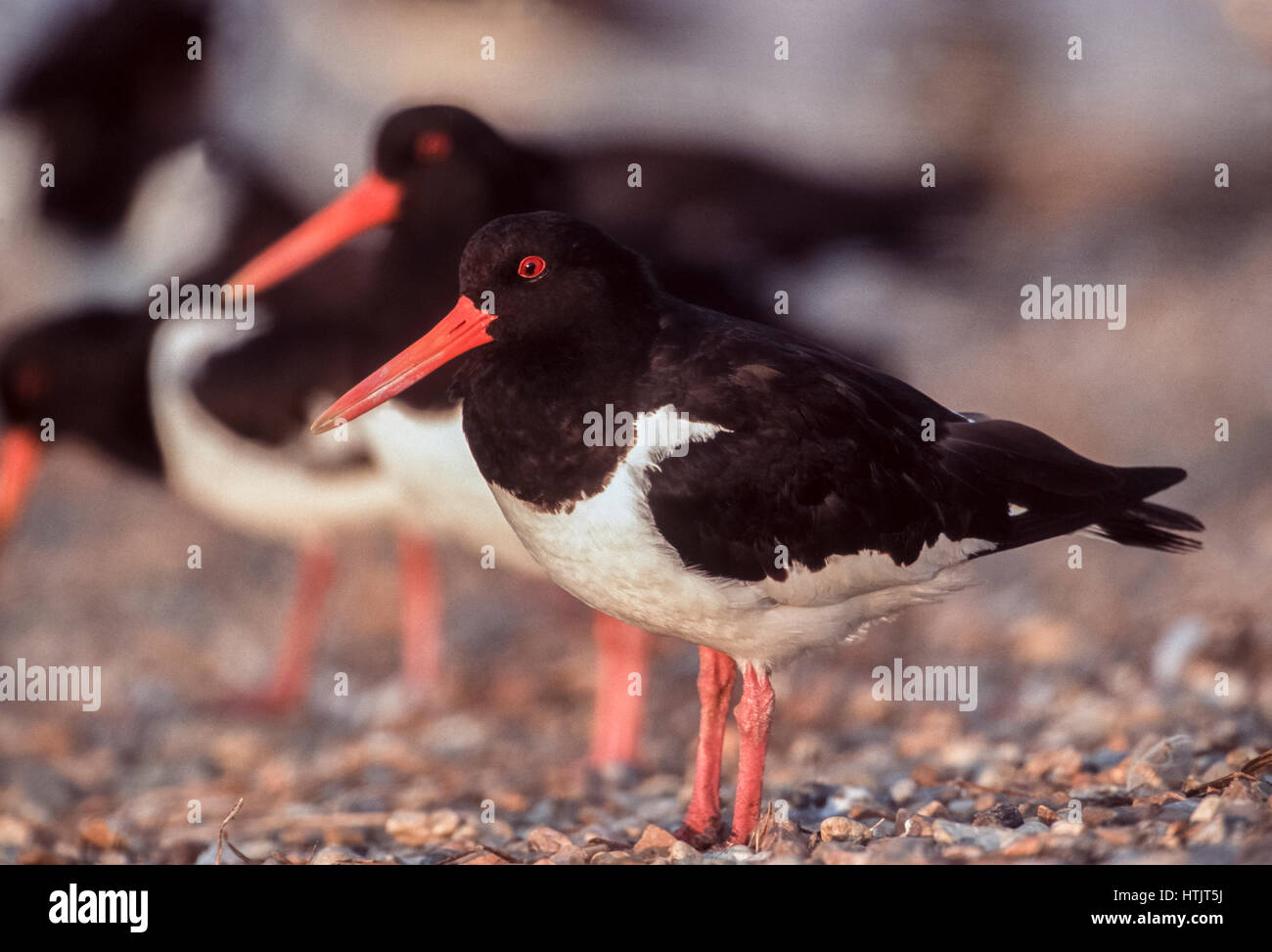 L'Huîtrier pie ou eurasienne, Huîtrier pie (Haematopus ostralegus), la réserve RSPB Snettisham, Norfolk, Royaume-Uni, Iles britanniques Banque D'Images