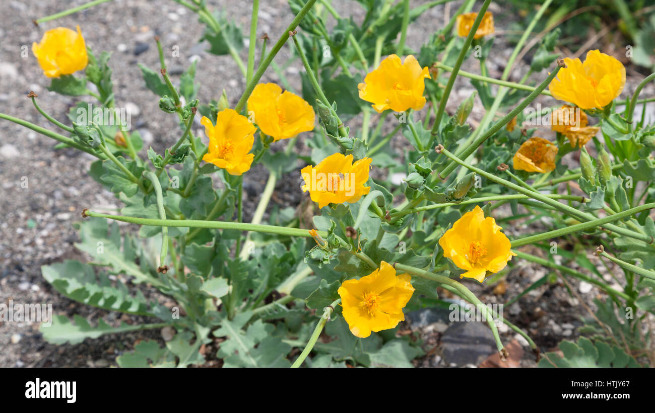 Bush floraison sauvage de pavot jaune Banque D'Images