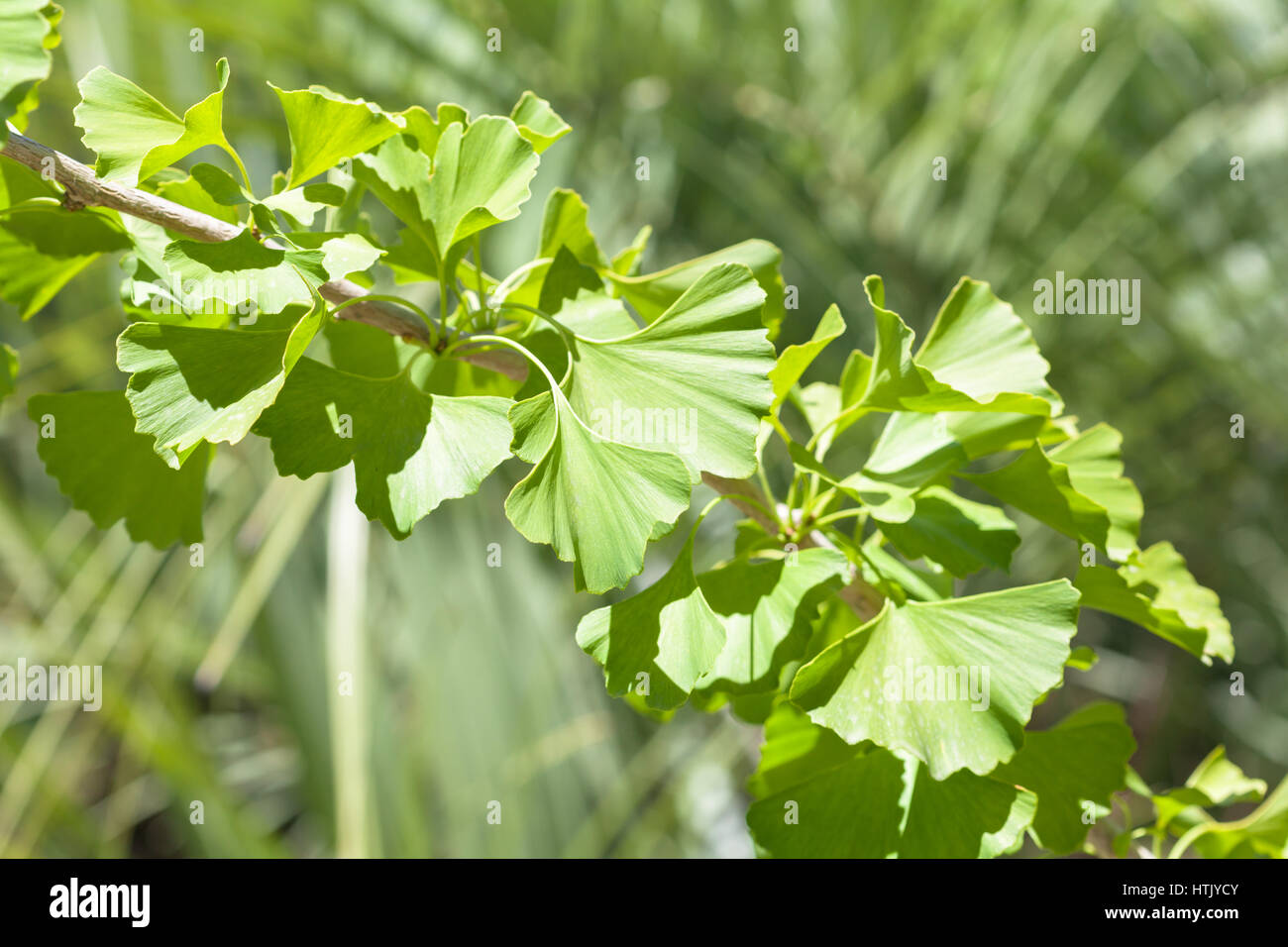 Ginkgo biloba arbre branche verte Banque D'Images