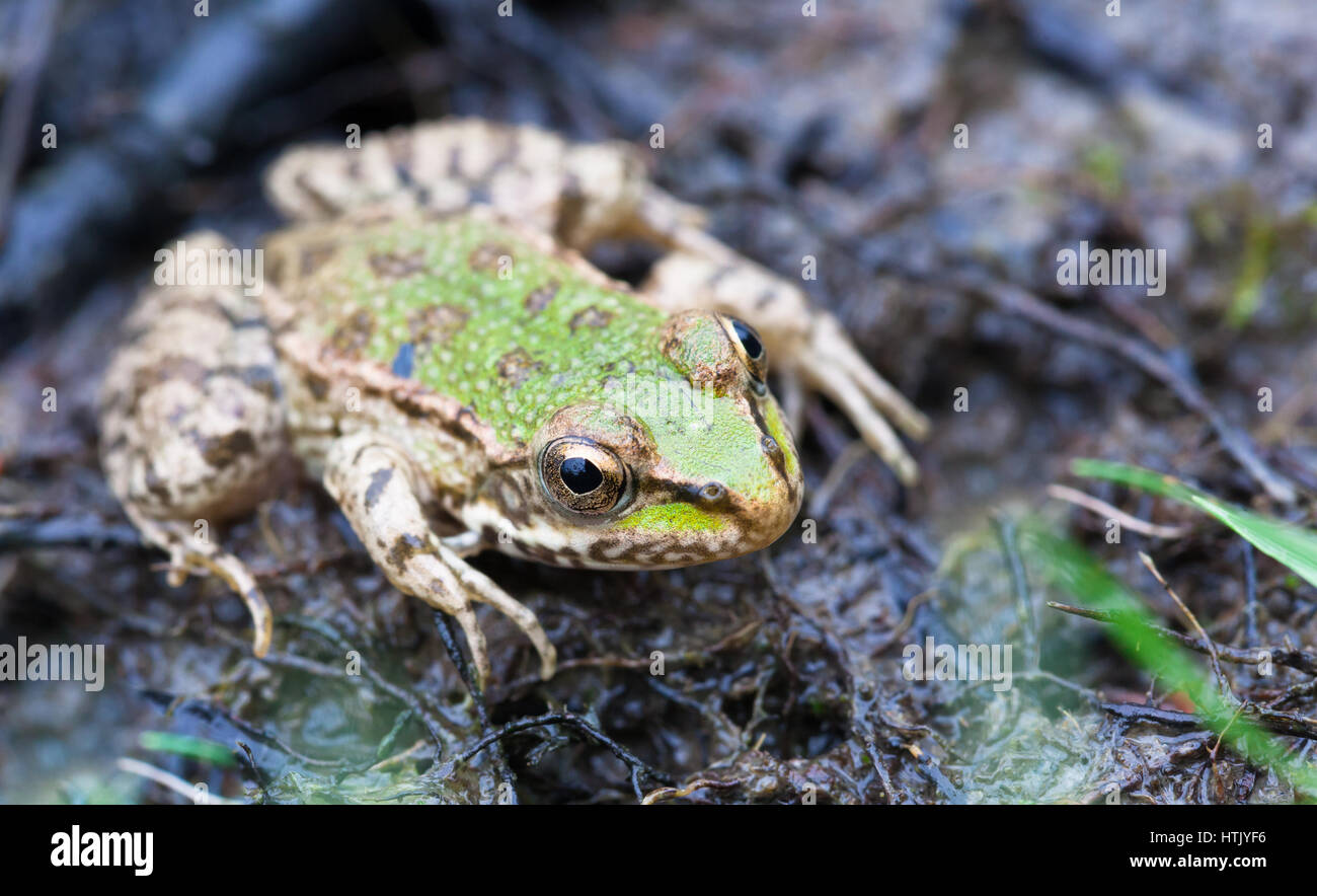 The Edible frog (Rana ridibunda) Banque D'Images