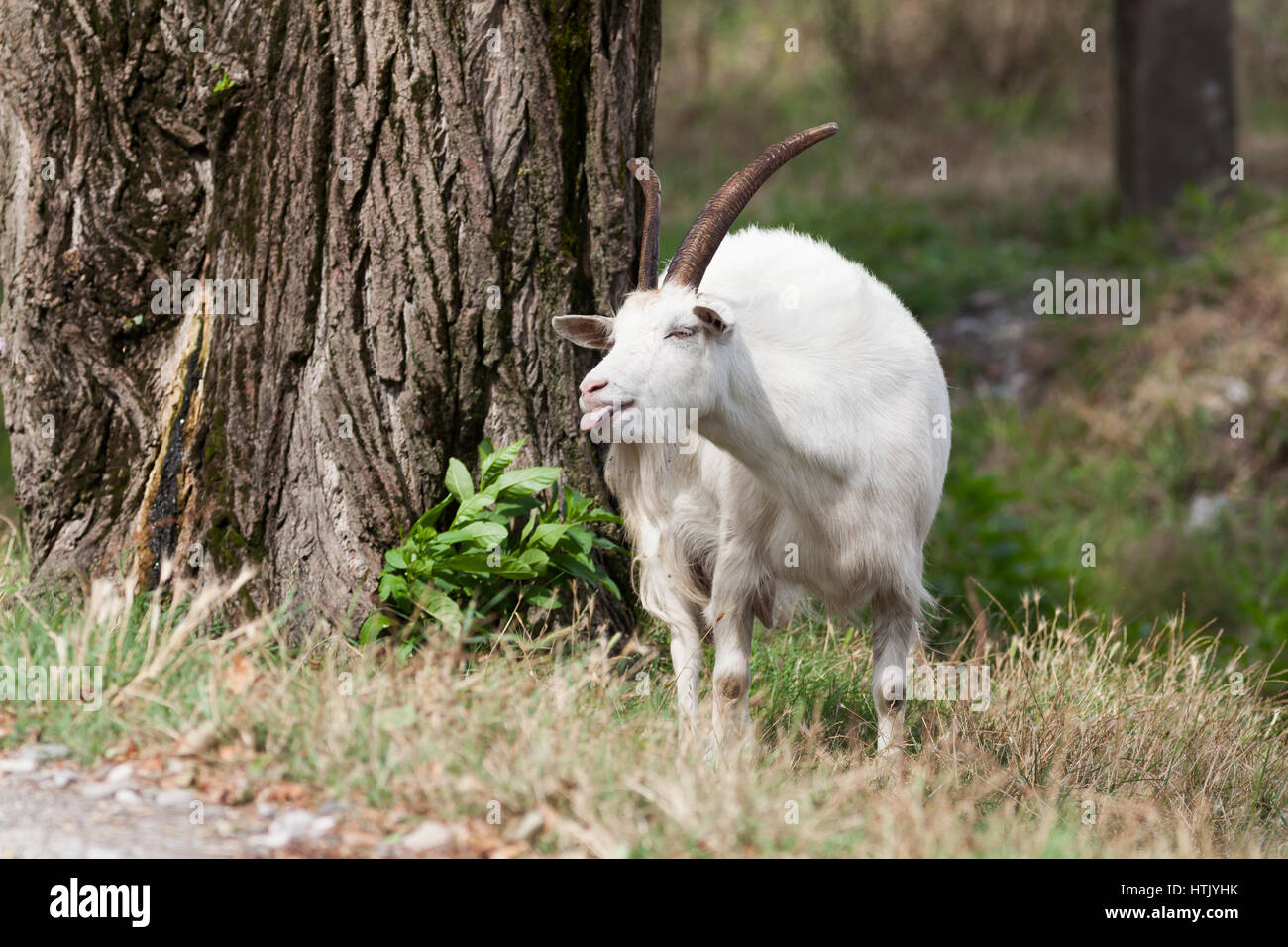 Langue blanche Banque de photographies et d’images à haute résolution Alamy