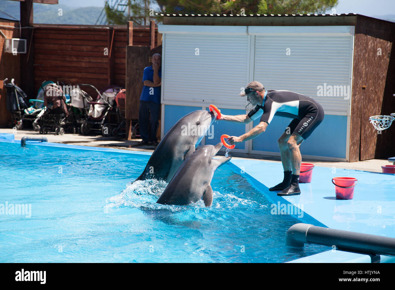 Mettre un anneau dauphins formateur dans le delphinarium de Pitsounda Banque D'Images