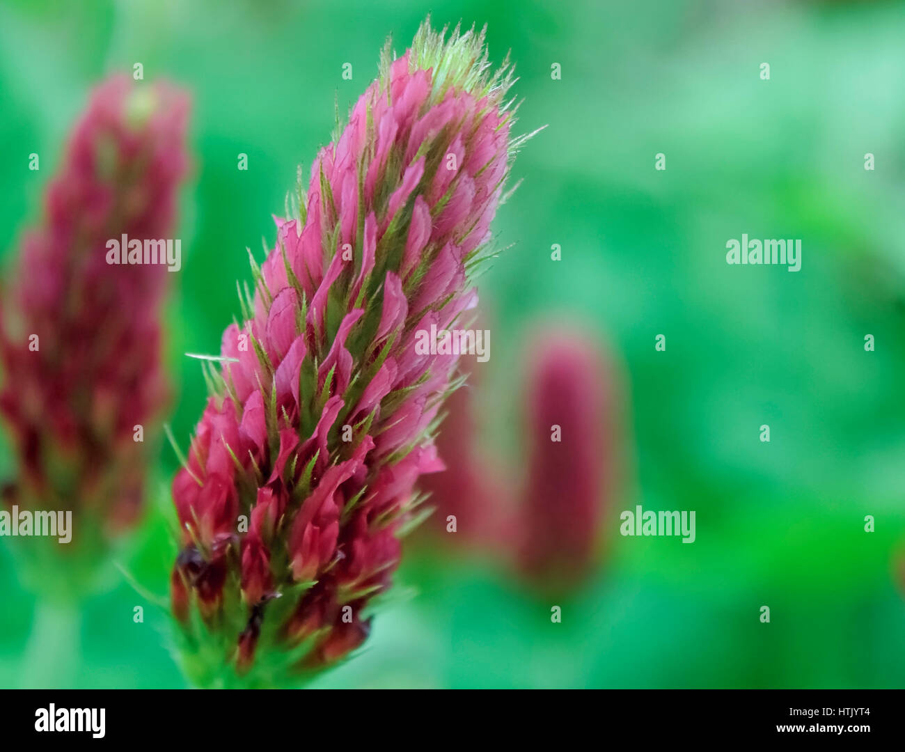 Les fleurs rouges brillantes de trèfle incarnat, utilisé comme engrais vert (plante de couverture) et le fourrage, amener de la couleur à un jardin au printemps. Banque D'Images