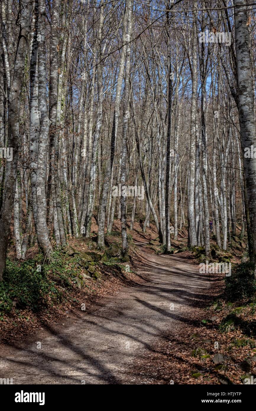 Vue de La Fageda den Jorda, une forêt de hêtres, dans le Parc Naturel de la Zone Volcanique de la Garrotxa, à Olot, Espagne Banque D'Images