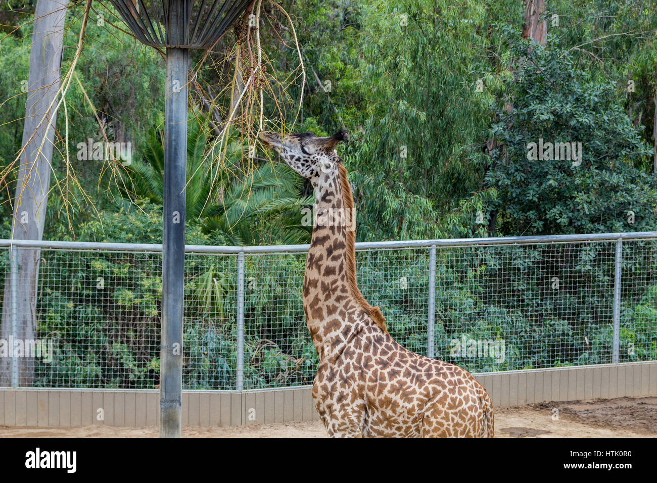 Zoo de San Diego, l'un des plus incroyables les lieux à visiter en Californie. De nombreux types différents d'animal que vous pouvez rencontrer dans ce grand zoo. Banque D'Images