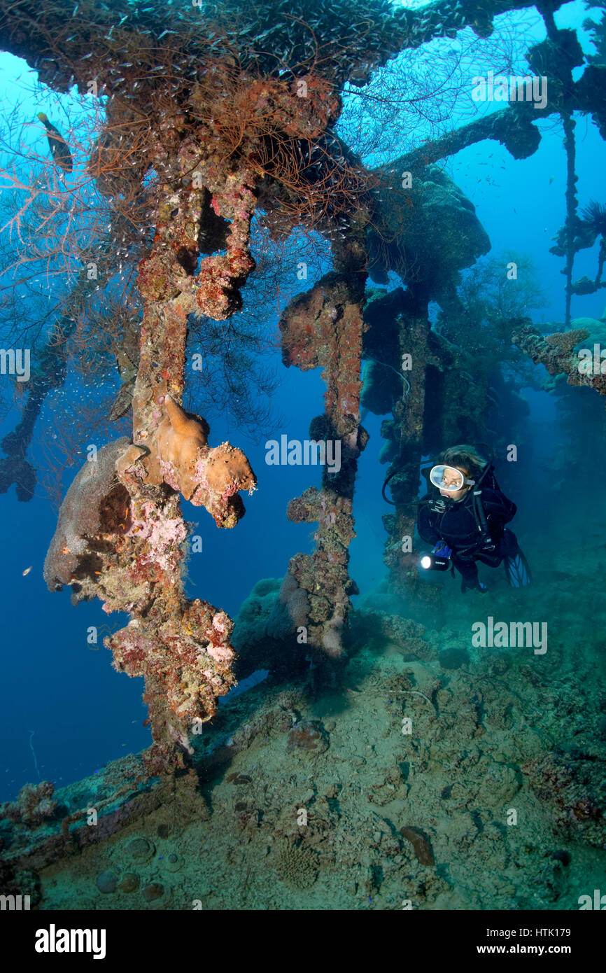 Plongeur, envahi de coraux, d'un naufrage, la loyauté, l'Atoll d'Addu aussi Senu Atoll, Maldives, océan Indien Banque D'Images