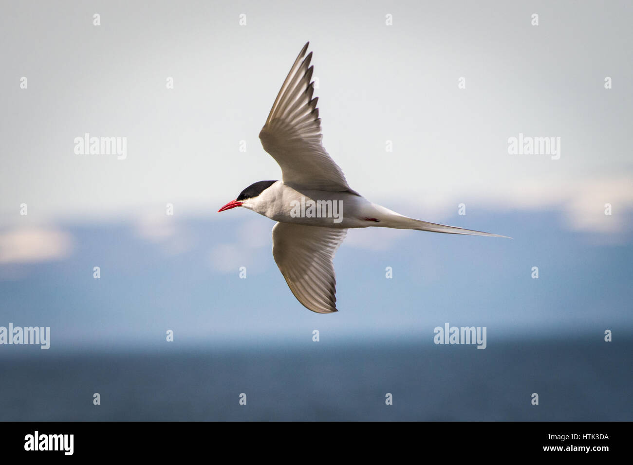 La belle Sterne arctique en plein vol Banque D'Images