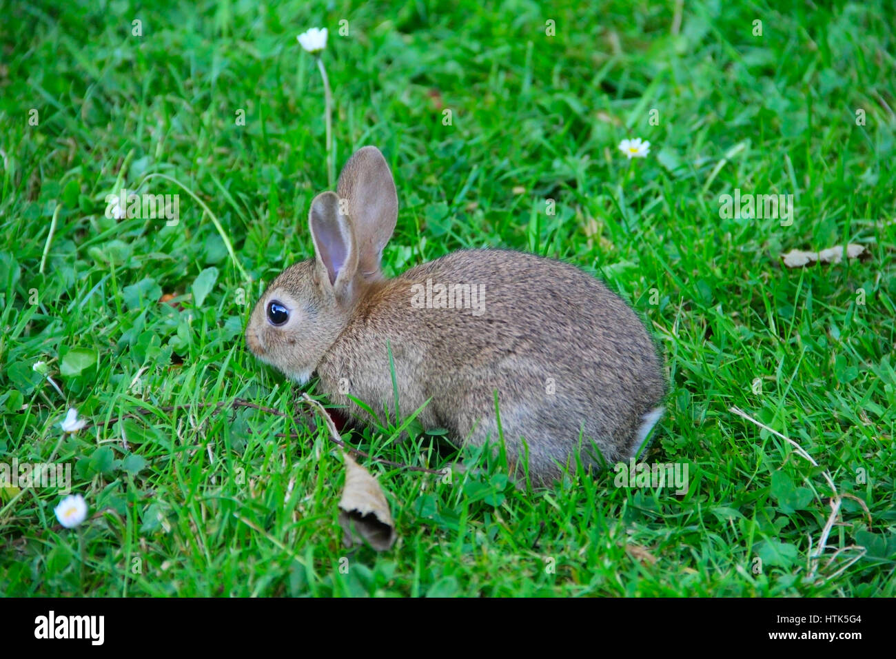 Gris mignon bébé lapin sauvage dans l'herbe close up Banque D'Images