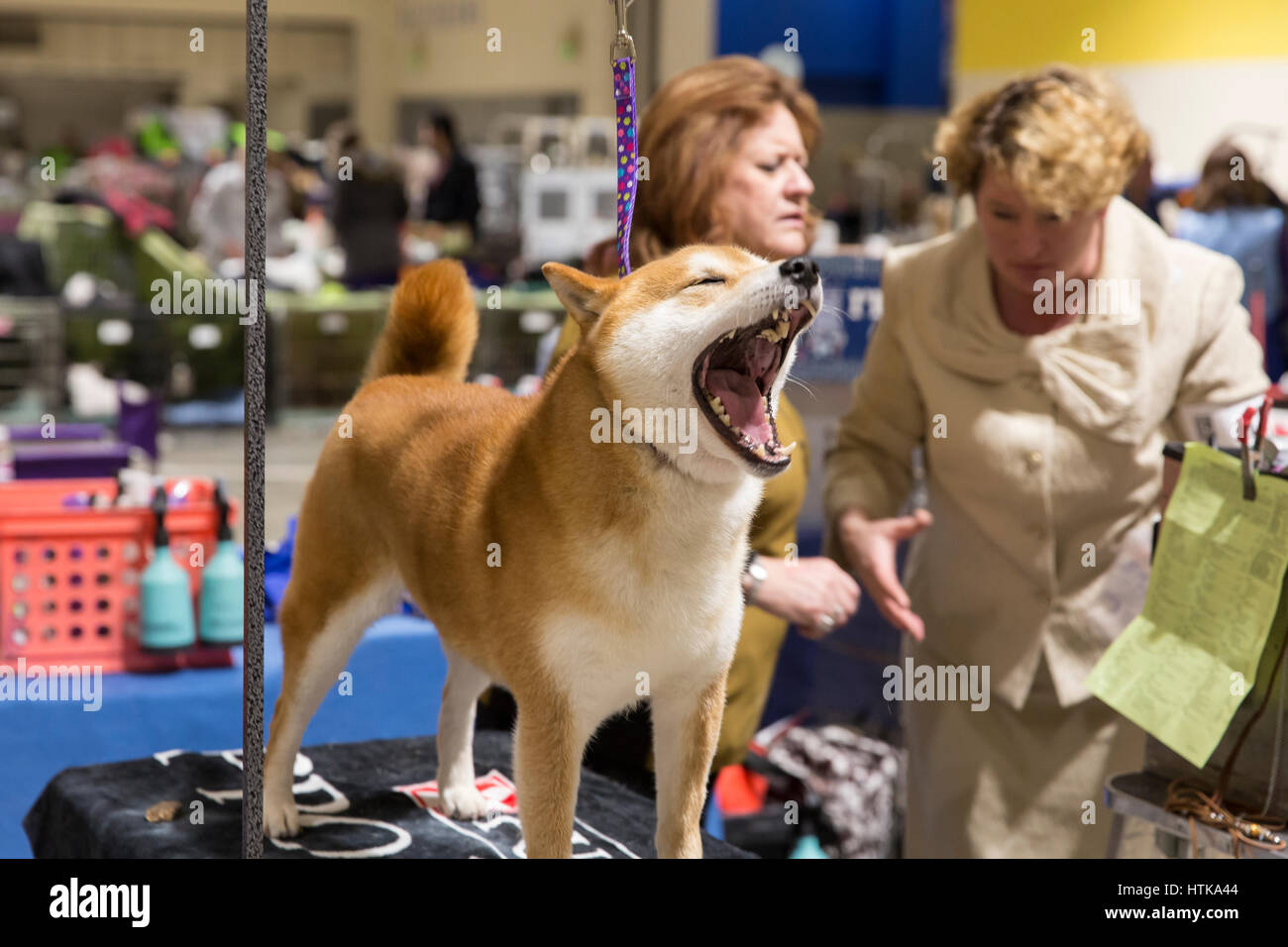 Seattle, Washington DC, USA. 11 mars 2017. Tetsu, un Akita, bâille comme il attend sur Cathy, gauche, et Laura dans le Seattle 2017 Kennel Club Dog Show. Environ 160 espèces différentes de participer à l'All-Breed dog show annuel au centre de congrès CenturyLink Field Event. Crédit : Paul Gordon/Alamy Live News Banque D'Images