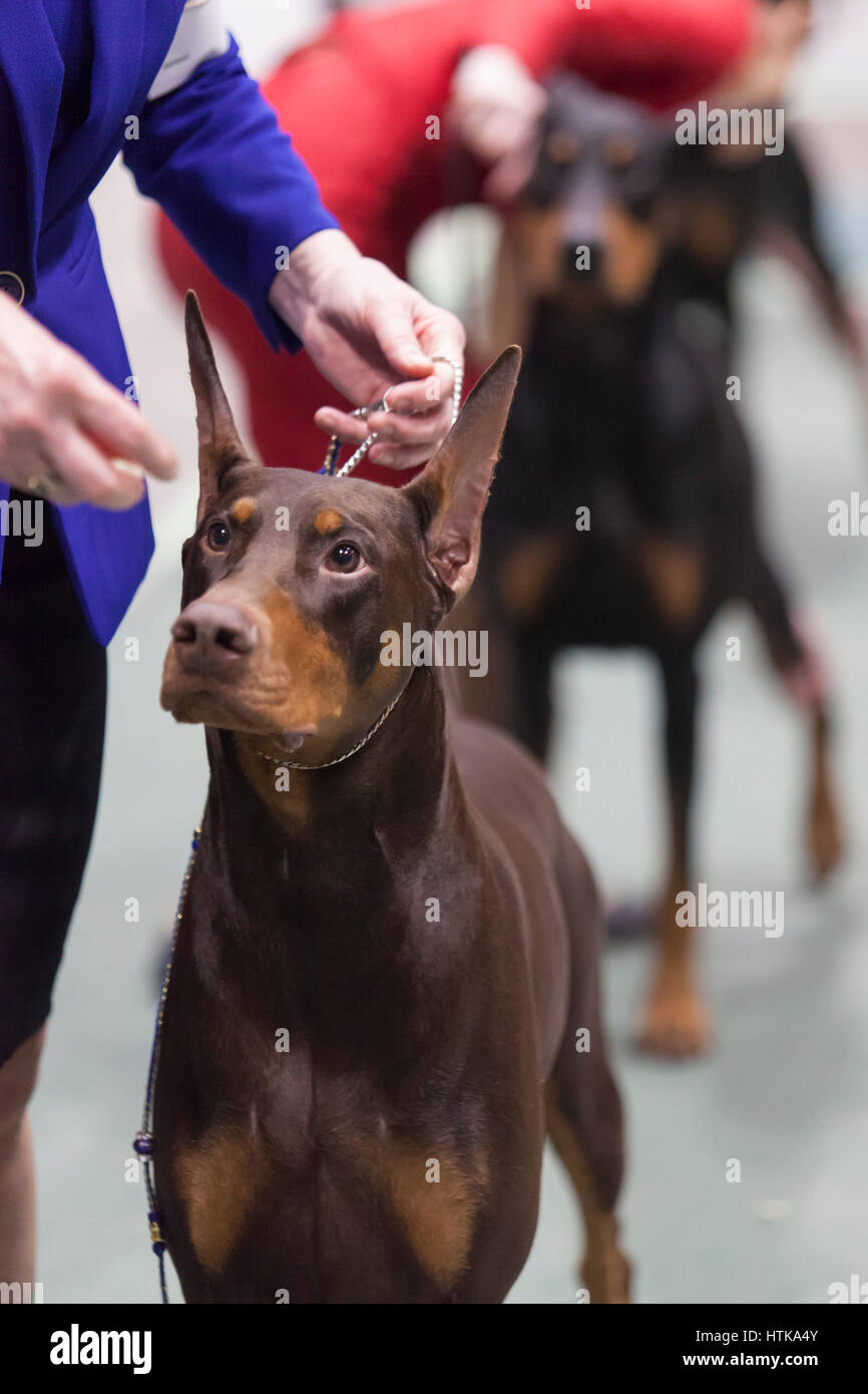 Seattle, Washington DC, USA. 11 mars 2017. Doberman Pinschers dans le ring à la Seattle 2017 Kennel Club Dog Show. Environ 160 espèces différentes de participer à l'All-Breed dog show annuel au centre de congrès CenturyLink Field Event. Crédit : Paul Gordon/Alamy Live News Banque D'Images