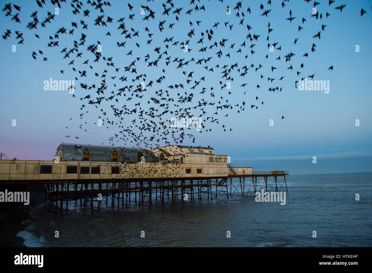 Pays de Galles Aberystwyth UK, le lundi 13 mars 2017 Météo Royaume-uni : des milliers d'étourneaux émergent dans d'énormes nuages d'oiseaux à partir de leur perchoir de nuit sous la jetée en bord de mer à l'aube à Aberystwyth, sur la côte ouest du pays de Galles. La météo aujourd'hui devrait être chaud et ensoleillé, avec des températures qui devraient atteindre 17º centigrades dans des lieux Crédit photo : Keith Morris/Alamy Live News Banque D'Images