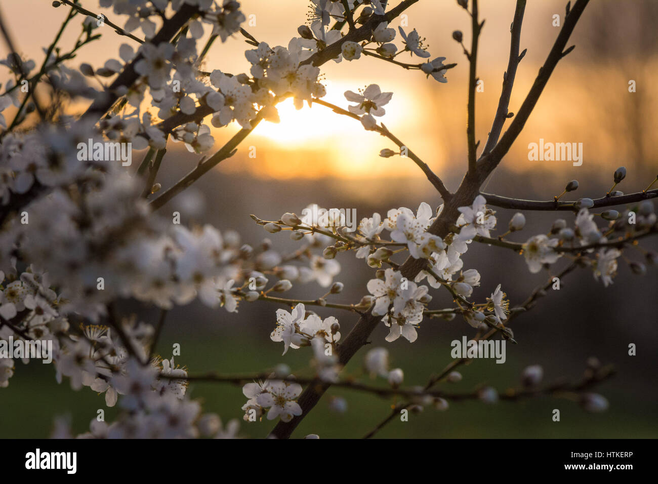 Les marais de Tottenham, London, UK. Mar 13, 2017. Le soleil levant éclaire ses fleurs délicates sur la prunelle sauvage douilles sur un beau matin au début du printemps. Credit : Patricia Phillips/ Alamy Live News Banque D'Images