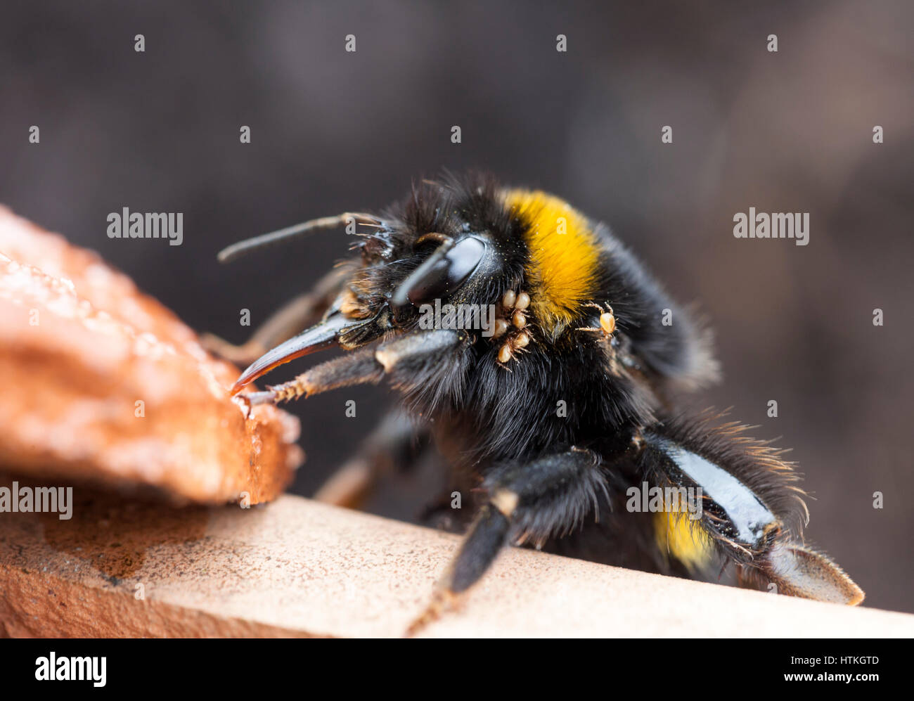 Teesdale, comté de Durham. Mar 13, 2017. Météo britannique. Le printemps chaud a météo reines de bourdons en hibernation prolongée dans le nord de l'Angleterre. Celui-ci est porteur d'acariens qui, contrairement à celles qui affectent les abeilles sont habituellement inoffensives. La nature changeante du printemps signifie souvent certaines reines devenir froids et épuisé, mais comme celui-ci peut être repris à l'aide d'une solution à 50 % de sucre et l'eau chaude. Crédit : David Forster/Alamy Live News Banque D'Images