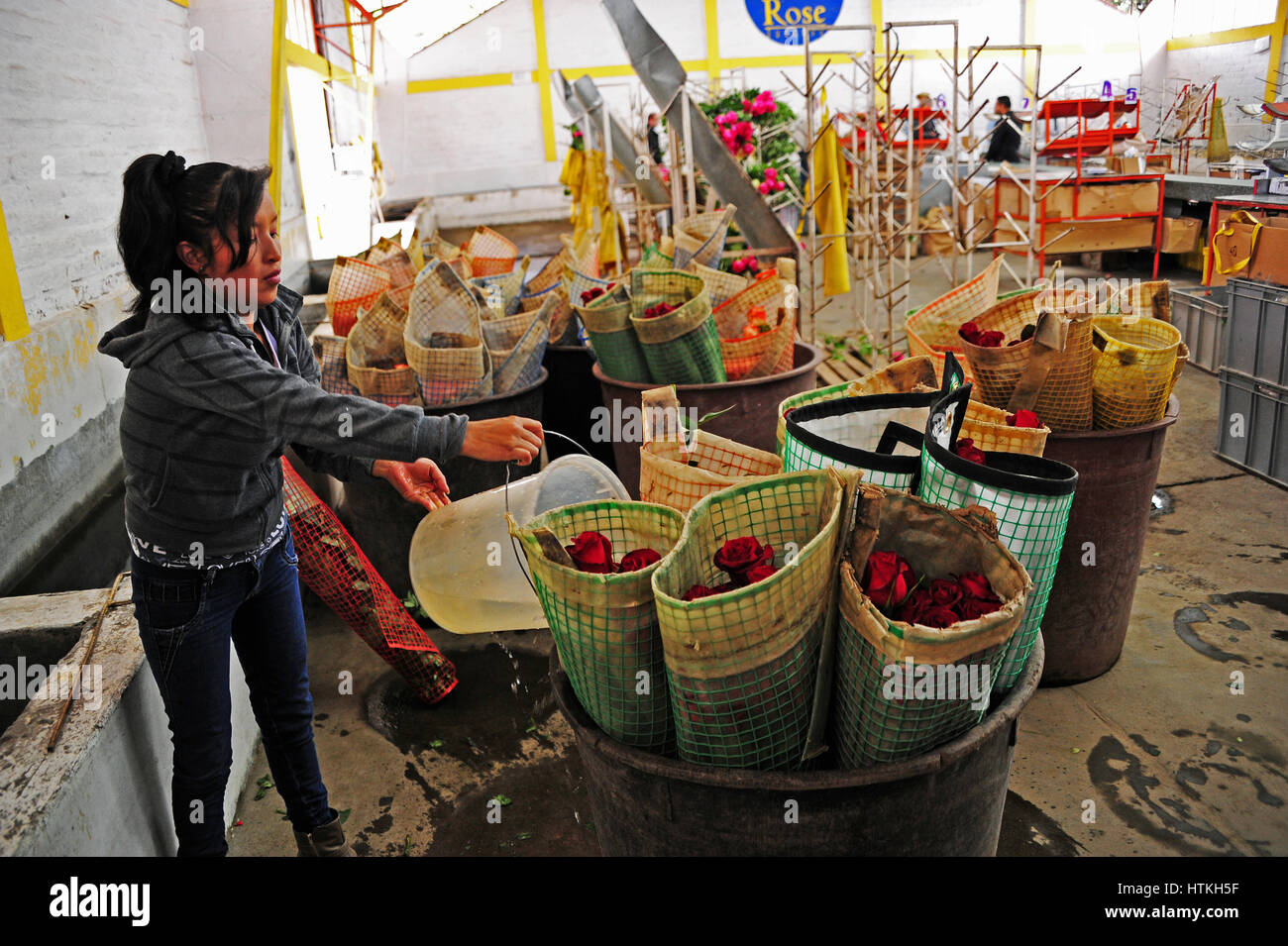 Dans la plantation de rose 'Rose succès' dans les Andes Highlands dans le nord de l'Équateur, de nombreux types de roses poussent toute l'année sous les tentes en raison de la stabilité du climat près de l'équateur. Les roses coupées sont donnés l'eau douce. Prise le 15.10.2016. Photo : Reinhard Kaufhold/dpa-Zentralbild/ZB | conditions dans le monde entier Banque D'Images