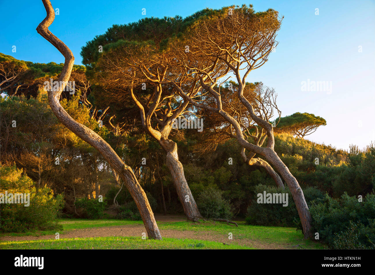 Groupe d'arbres de pin maritime. Baratti, la Maremme, Piombino, Toscane, Italie. Banque D'Images