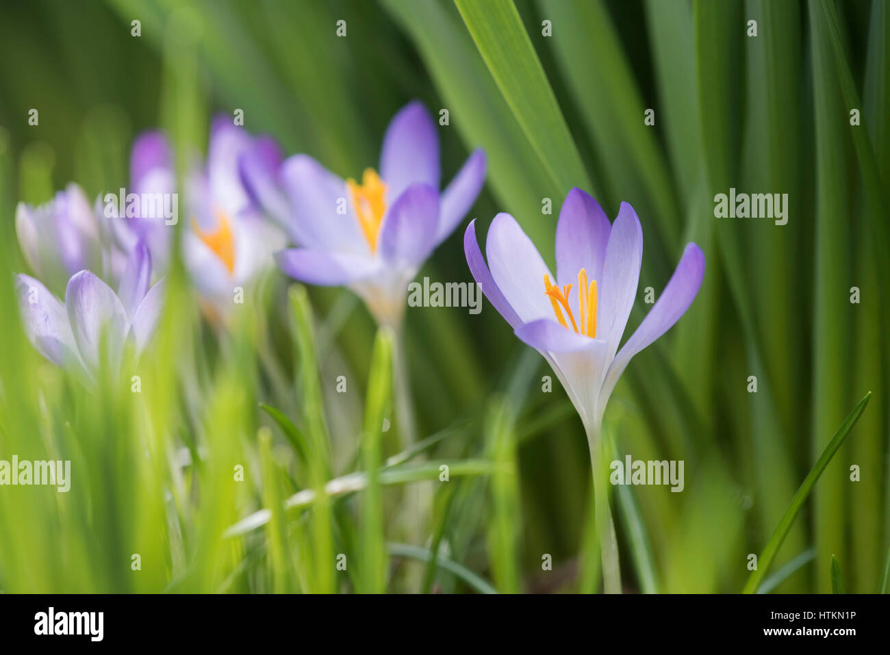 Parmi les feuilles fleurs Crocus jonquilles dans un bois. Evenley Evenley jardins, bois, Northamptonshire, Angleterre Banque D'Images