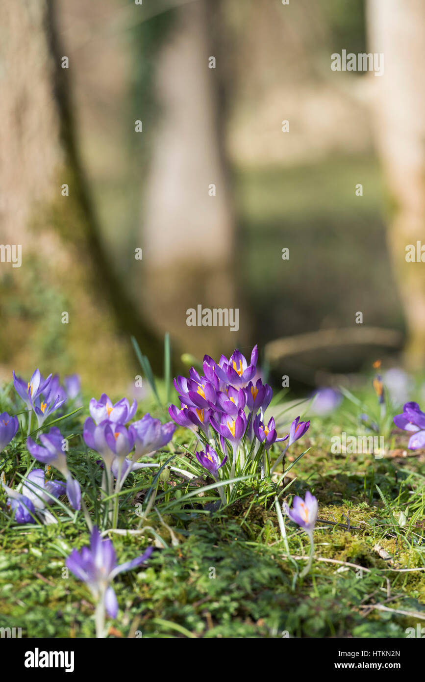 Crocus fleurs dans un bois. Evenley Evenley jardins, bois, Northamptonshire, Angleterre Banque D'Images